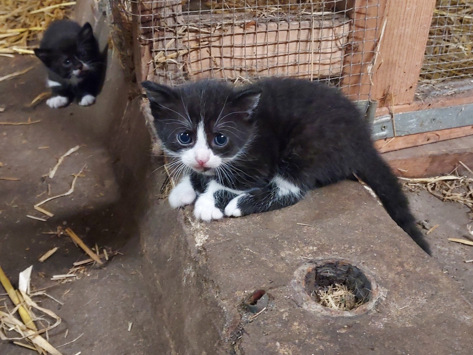boerderij kittens, Meerdere dieren, Kortharig, 0 tot 2 jaar
