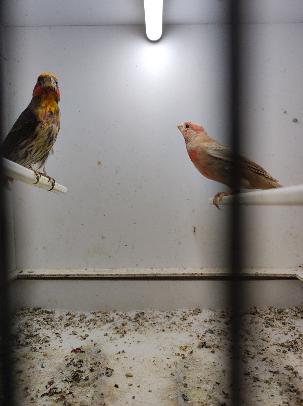 Mexicaanse roodmussen, Dieren en Toebehoren, Meerdere dieren