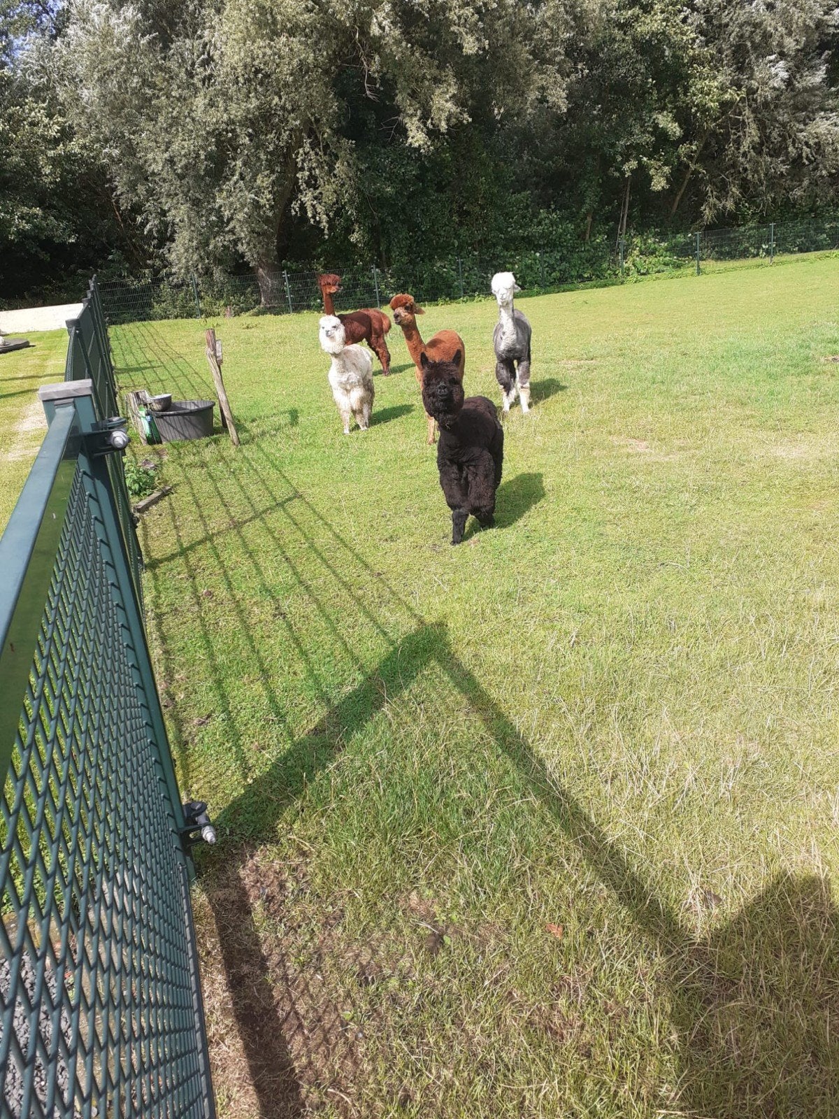 te koop prachtige alpacas alpaca  merries en hengstjes, Dieren en Toebehoren, Juni
