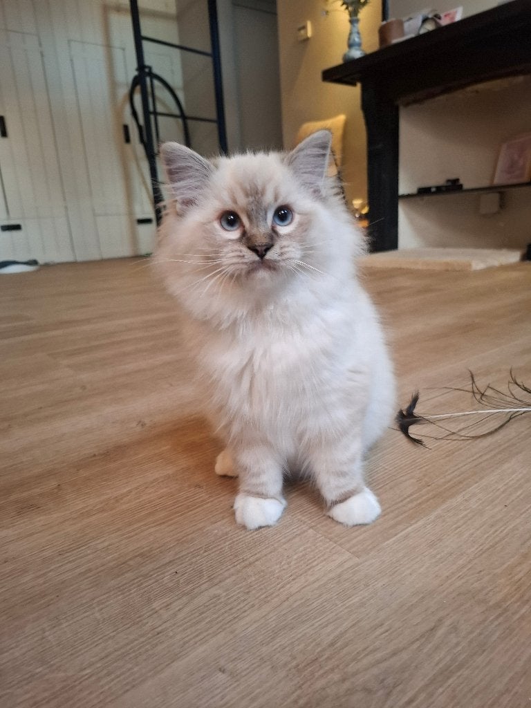 Prachtig Ragdoll katertje met stamboom, Kater, Met stamboom, 0 tot 2 jaar