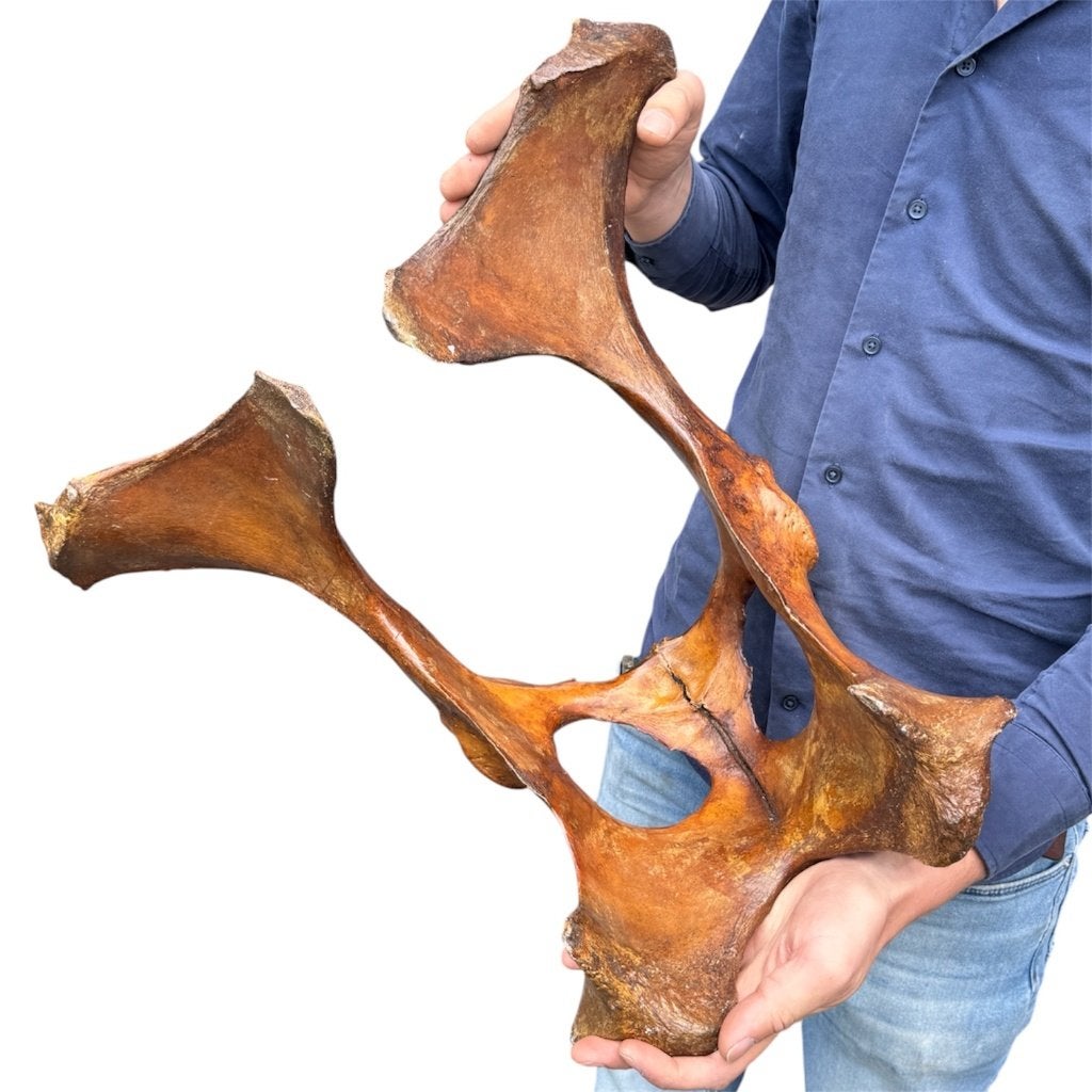 Fossiel bekken rund *A GRADE*, Ophalen of Verzenden, Nieuw, Boerderijdier, Overige typen