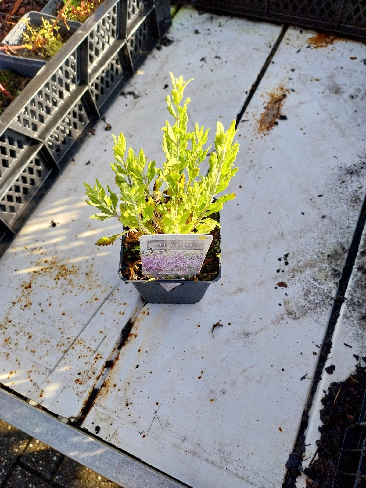 Perovskia 'Blue Spire' - Russische Salie, Volle zon, Vaste plant, Zomer, Ophalen