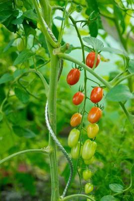 Nature tomatensteun spiraal 180cm, Ophalen, Zo goed als nieuw