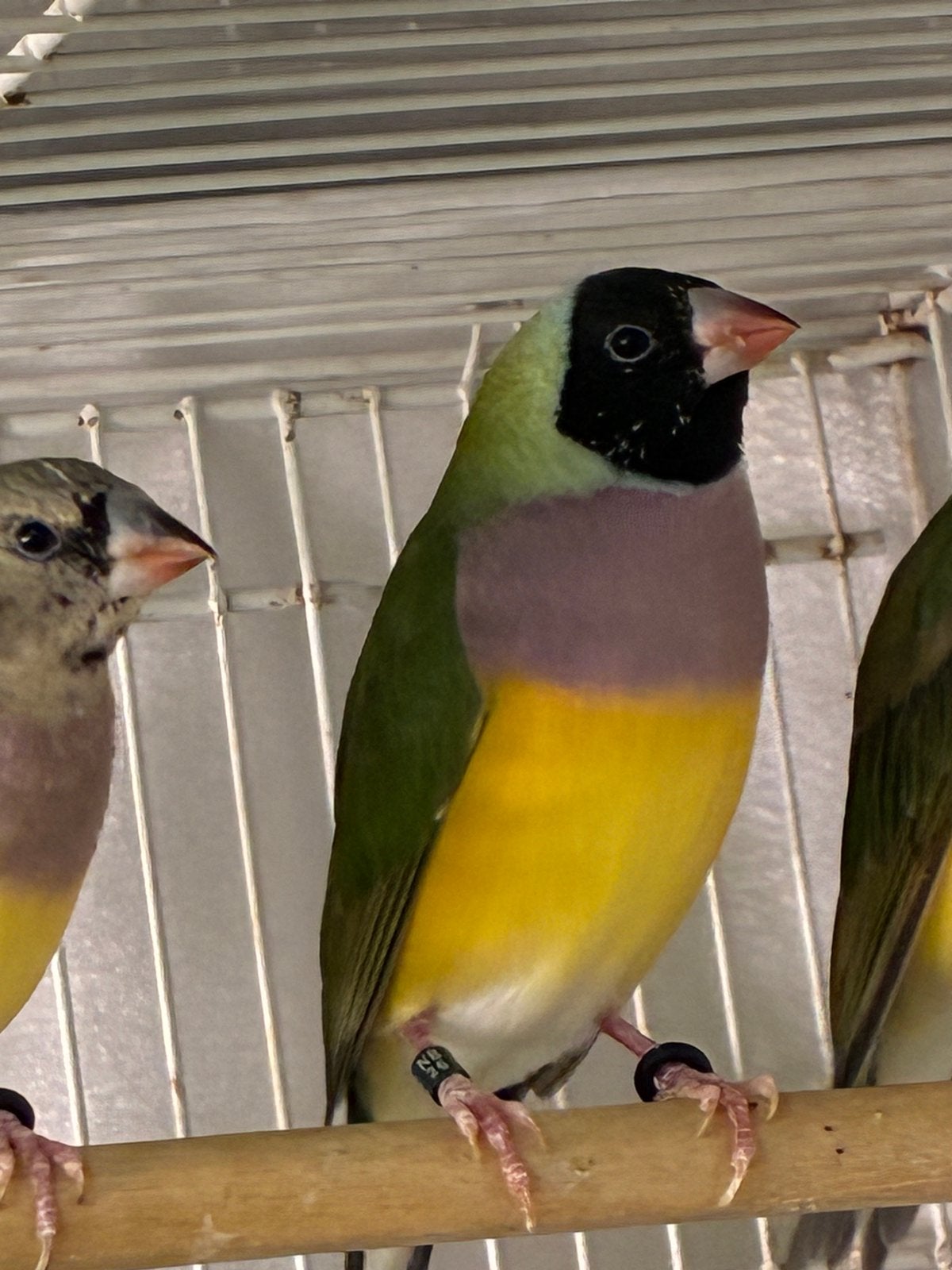 Gouldamadine, Dieren en Toebehoren, Vogels | Overige Vogels