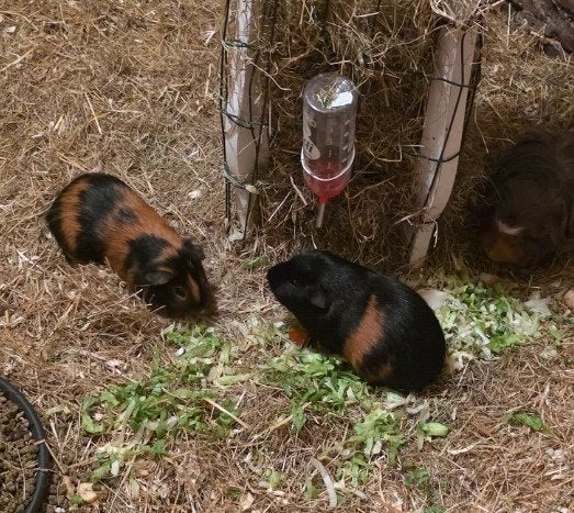 2 Cavia beertjes (broertjes), Juni, Mannelijk, Cavia
