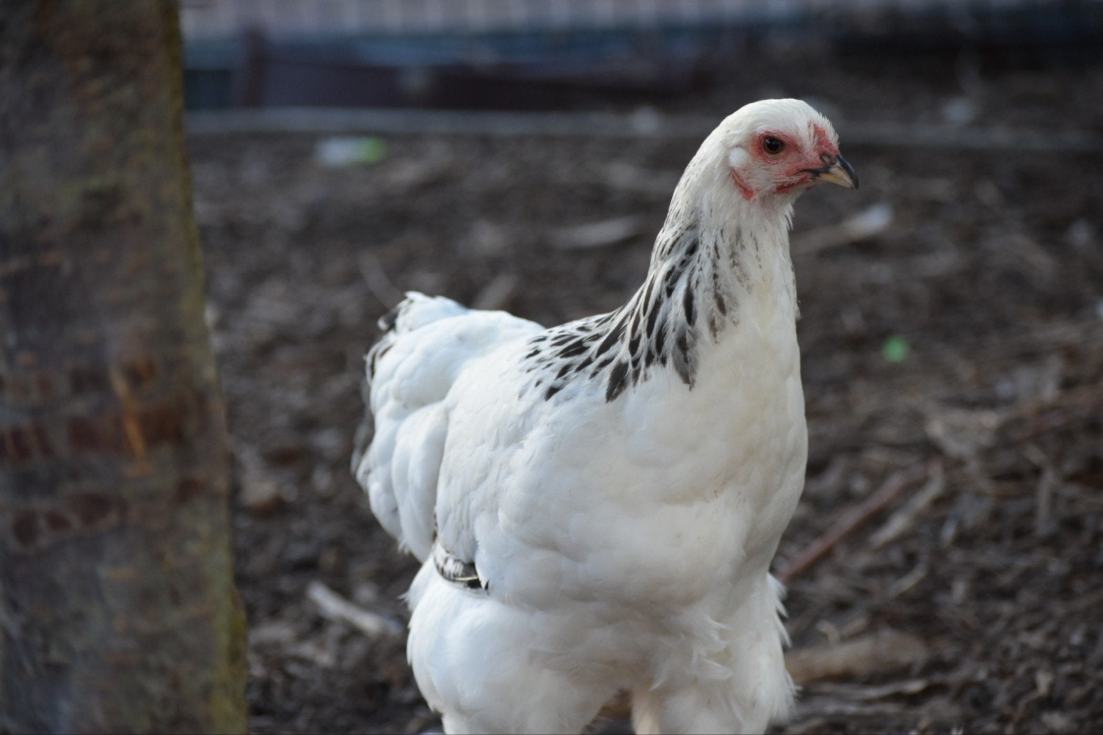 brahma kippen te koop, Dieren en Toebehoren, Meerdere dieren, Kip