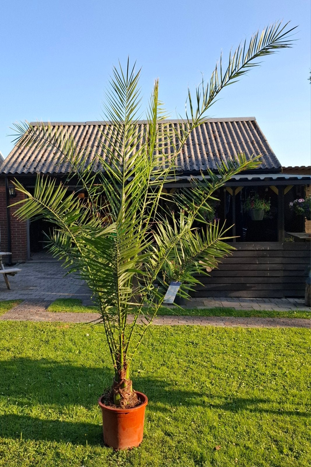Dadelpalm, potmaat 30, hoogte minimaal 180cm, Ophalen, Volle zon, Overige soorten, 100 tot 250 cm