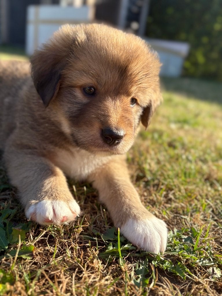 puppy Australian shepherd x Toller (nova scotia)  8 pups, Overige rassen, 8 tot 15 weken, Parvo, Meerdere dieren