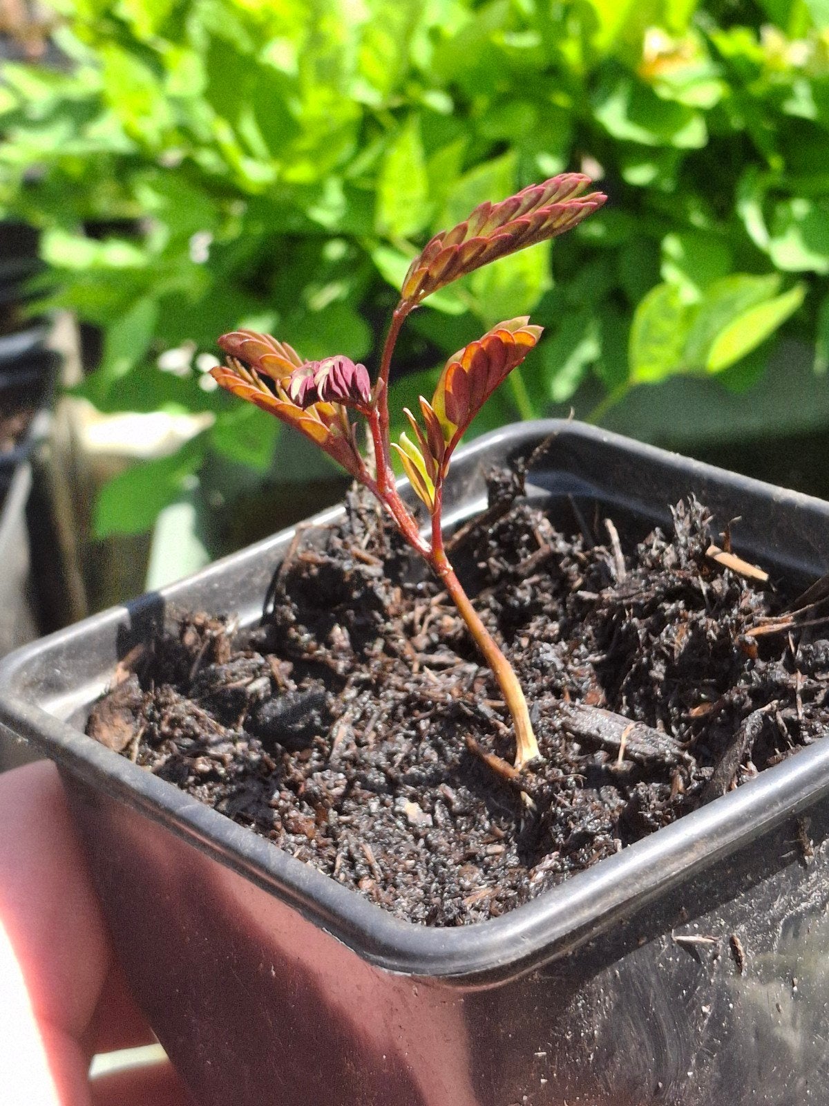 Persiche slaapboom | Lophantha | zaailing, Tuin en Terras, Bloempotten, Rond, Ophalen of Verzenden, Aardewerk, Minder dan 40 cm