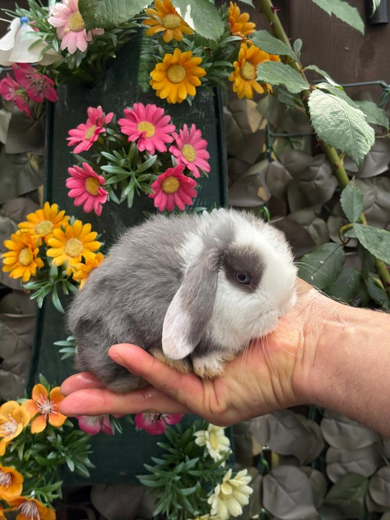 Mini Lop / Half Hangoor Baby Konijntjes te koop MOGEN WEG, Dieren en Toebehoren, Konijnen, Meerdere dieren, Dwerg, Hangoor