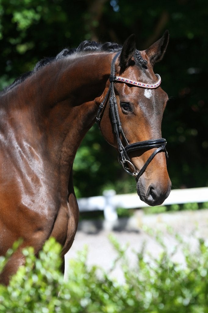 6 jarige ruin rechtstreeks van de fokker, Dieren en Toebehoren, Paarden, Ruin, L, 170 tot 175 cm, 3 tot 6 jaar, Dressuurpaard