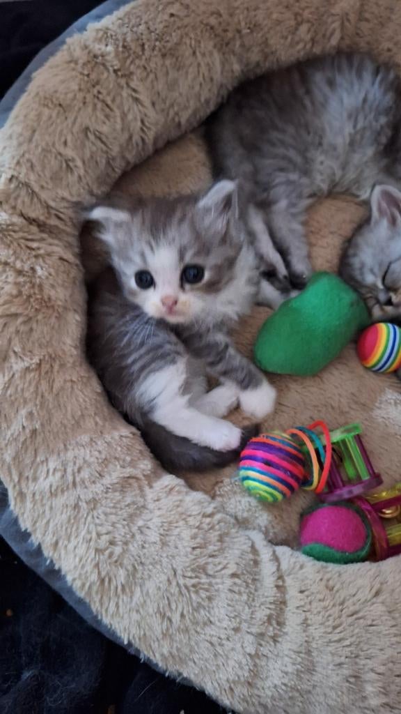 Neva masquerade x persische kittens, Dieren en Toebehoren, Katten en Kittens | Raskatten | Langhaar, Meerdere dieren, Gechipt