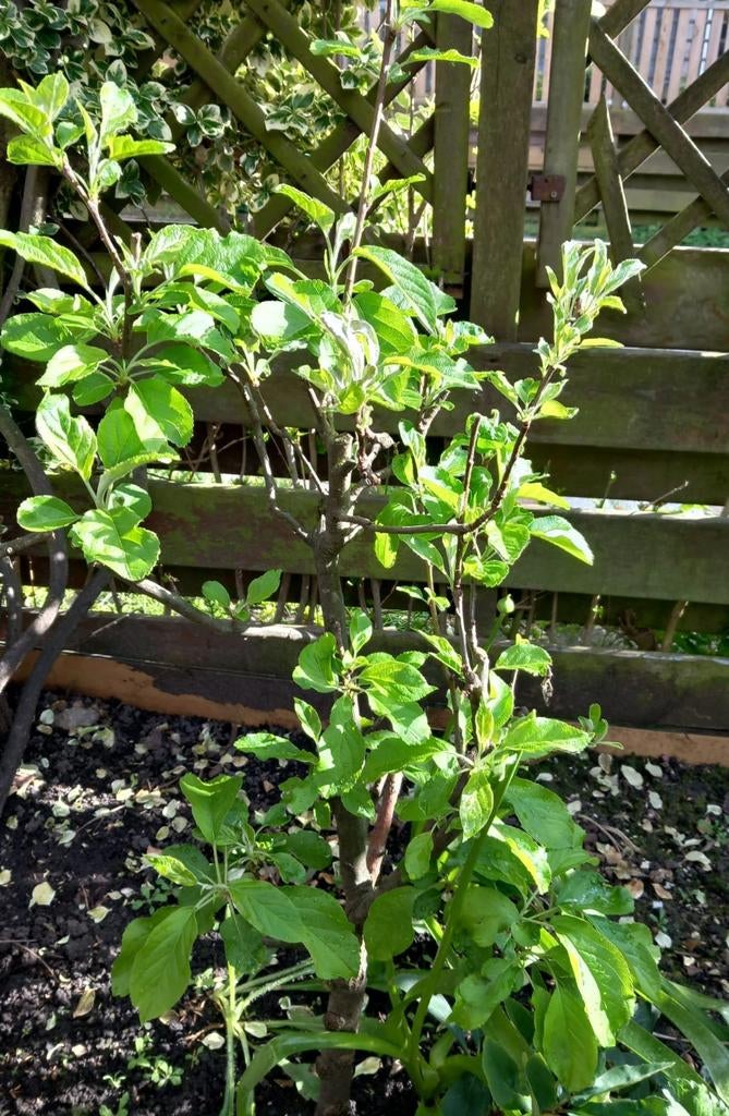 Elster appel boompje, Tuin en Terras, Planten | Bomen, Overige soorten, Lente, Minder dan 100 cm, Ophalen