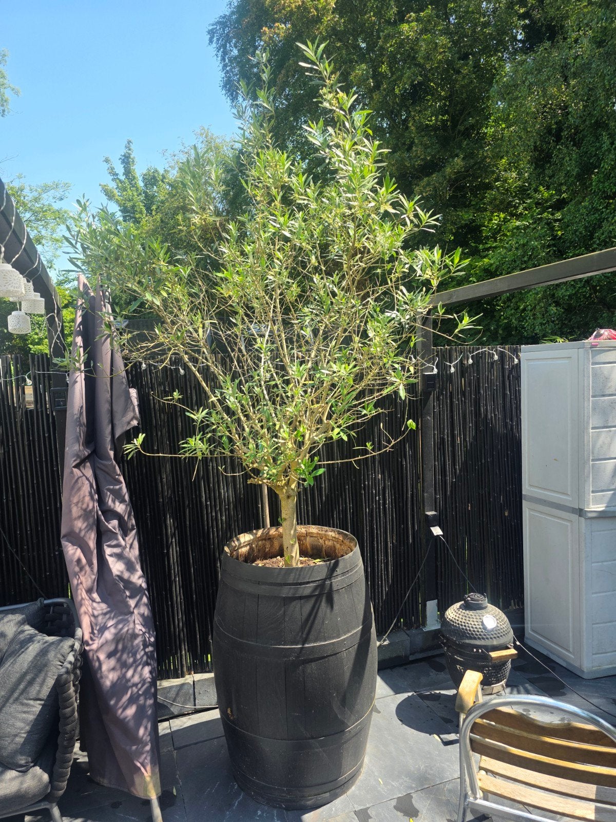 Grote olijfboom in zwart geverfd wijnvat (2.5m hoog), Overige soorten, Volle zon, Vaste plant, Ophalen of Verzenden