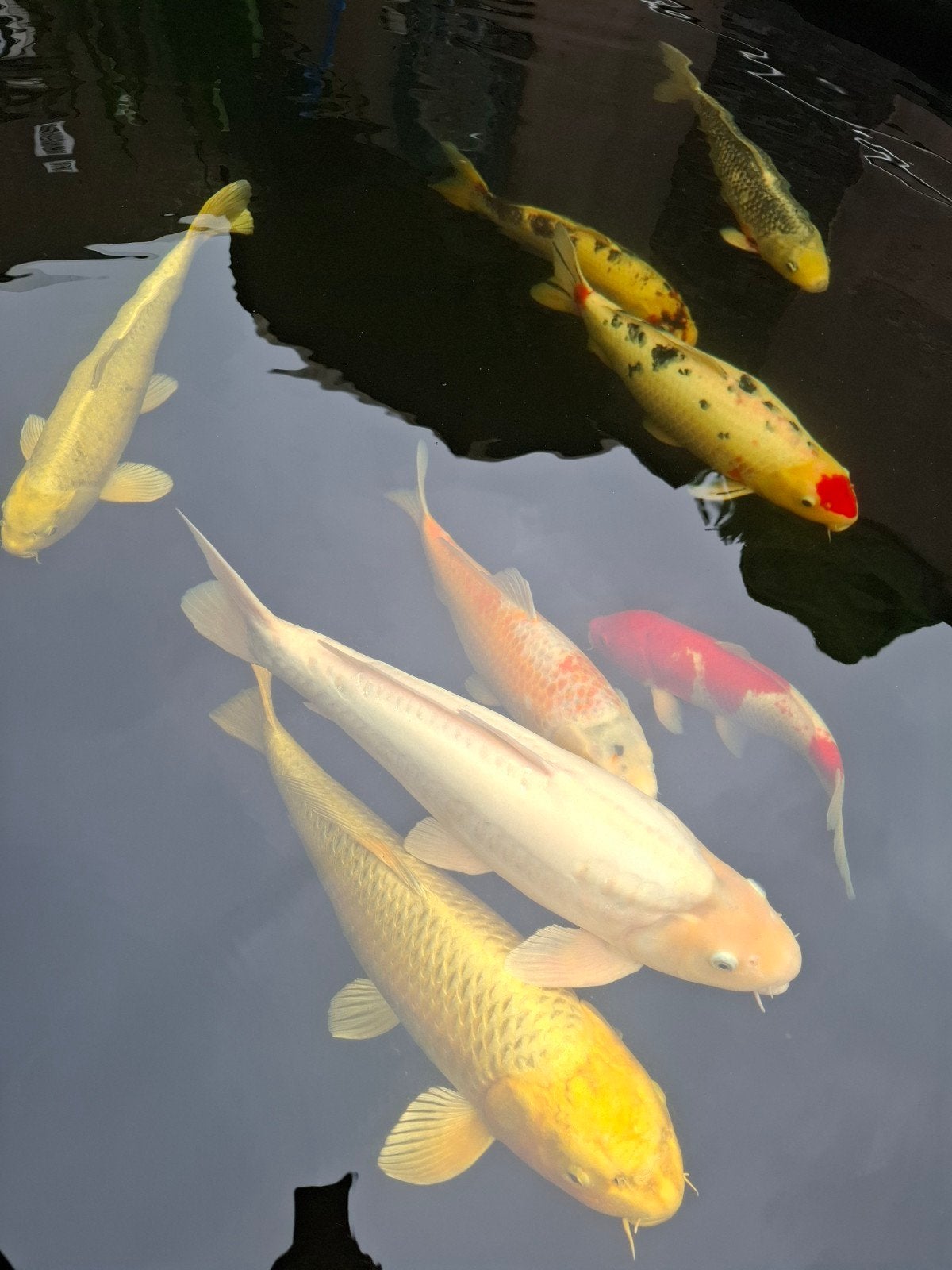 Koi Karpers te koop aangeboden!, Dieren en Toebehoren, Karper of Koi