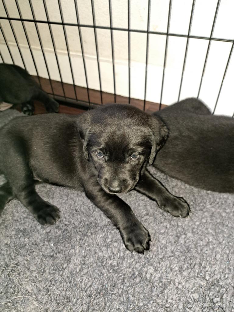labrador  pups, Parvo, 8 tot 15 weken, Groot, Meerdere