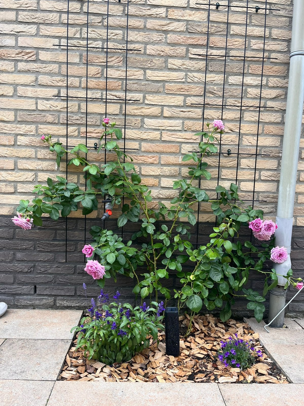 Mooie paarse klimroos Indigoletta – 1,3 m hoog, Tuin en Terras, Planten | Bomen, Ophalen, Zomer, Volle zon, Overige soorten