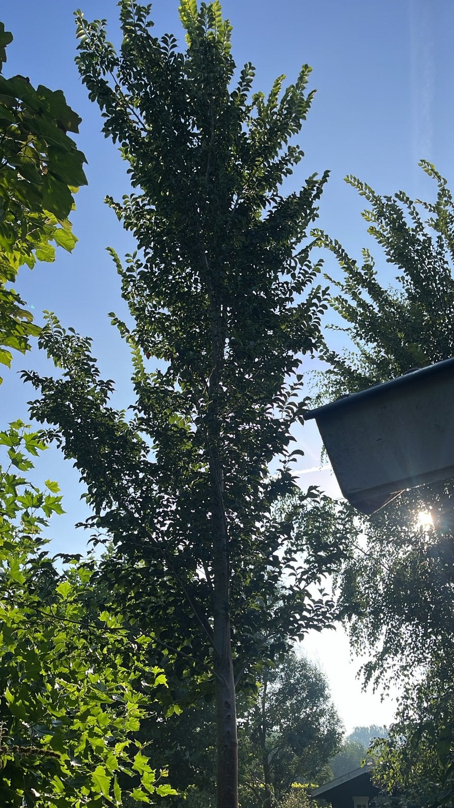 Bomen/Zuilboom, Bloeit niet, Zuilboom, 400 cm of meer, Ophalen