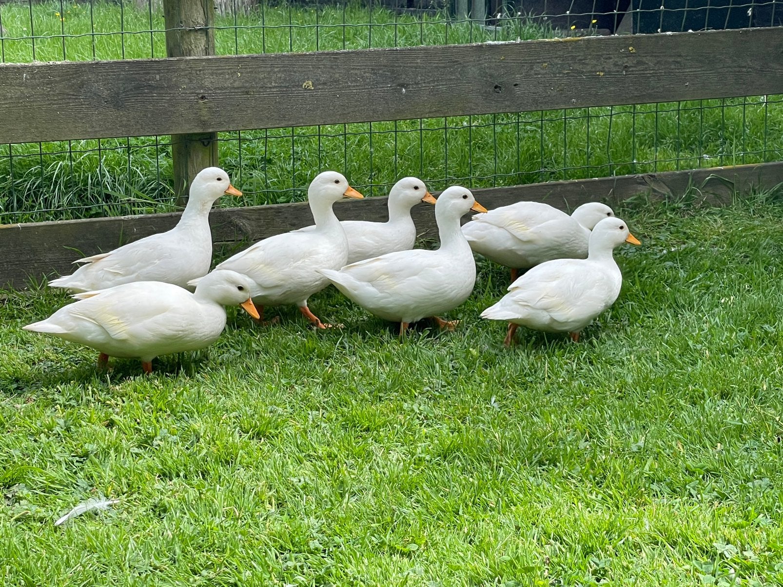 Witte Hollandse Kwaker, Dieren en Toebehoren, Pluimvee, Meerdere dieren, Eend