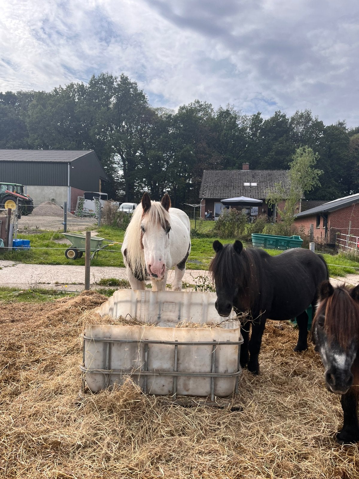 Lieve tinker te koop, Dieren en Toebehoren