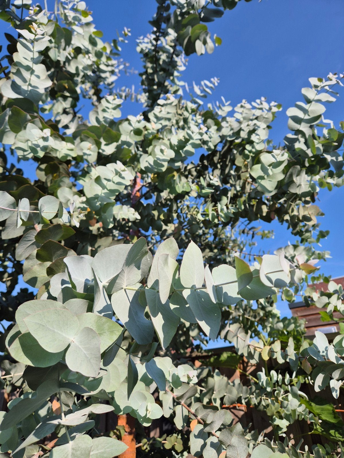 Eucalyptus takken vers 8x  +- 70cm, Ophalen