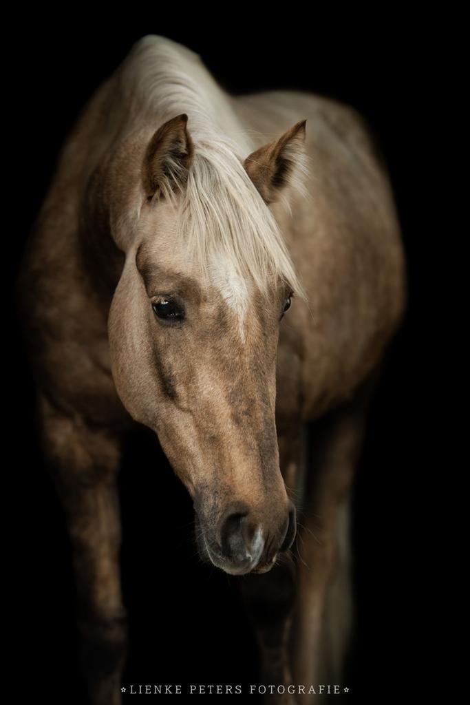 Prachtige Spaanse palomino ruin, Ruin, Niet van toepassing, D pony (1.37m tot 1.48m), 7 tot 10 jaar