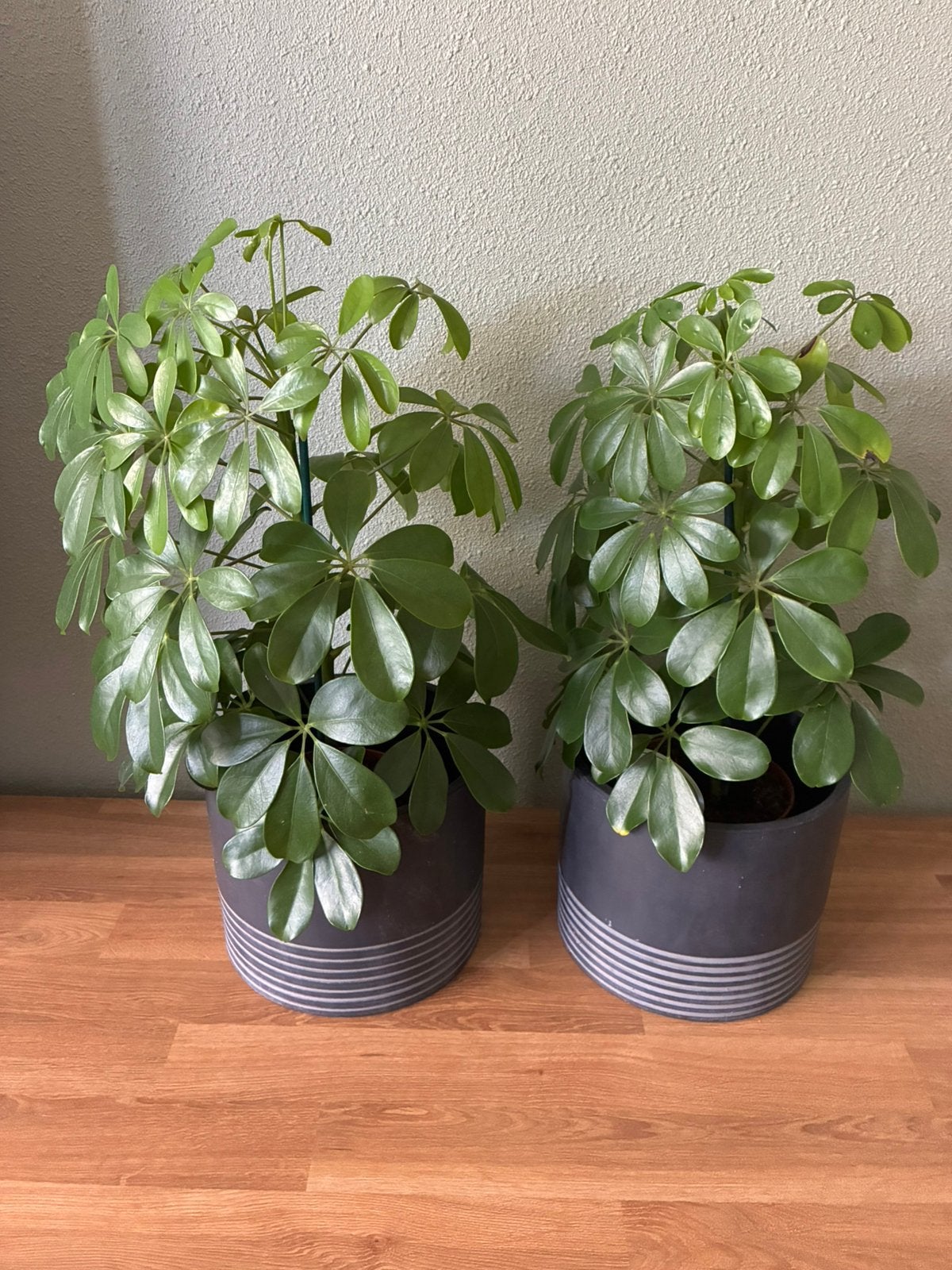 Twee mooie bloempotten met plant, Ophalen, Zo goed als nieuw