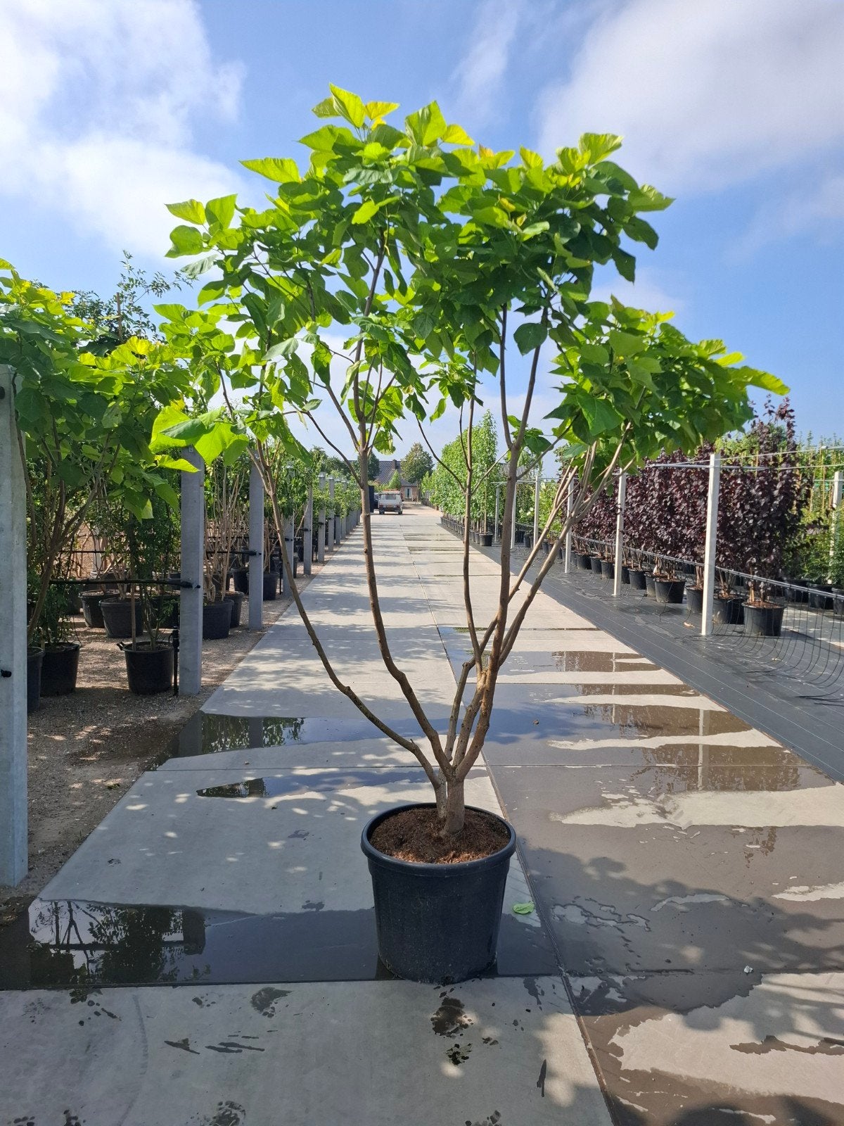 meerstammige trompetboom catalpa bignonioides aurea, Ophalen, Zomer, In pot, Volle zon