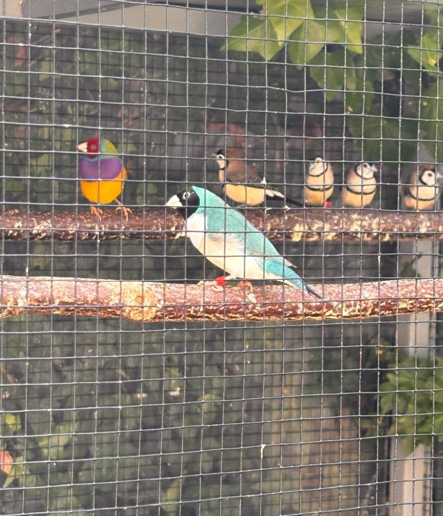 zwartkop witborst blauw gouldamadine, Dieren en Toebehoren, Vogels | Overige Vogels, Mannelijk, Tropenvogel, Geringd