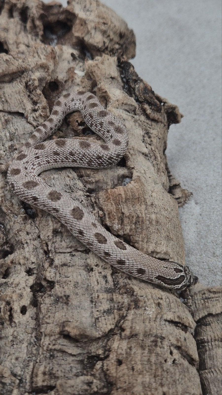 haakneusslang het maitai Hognose Snake photo 5