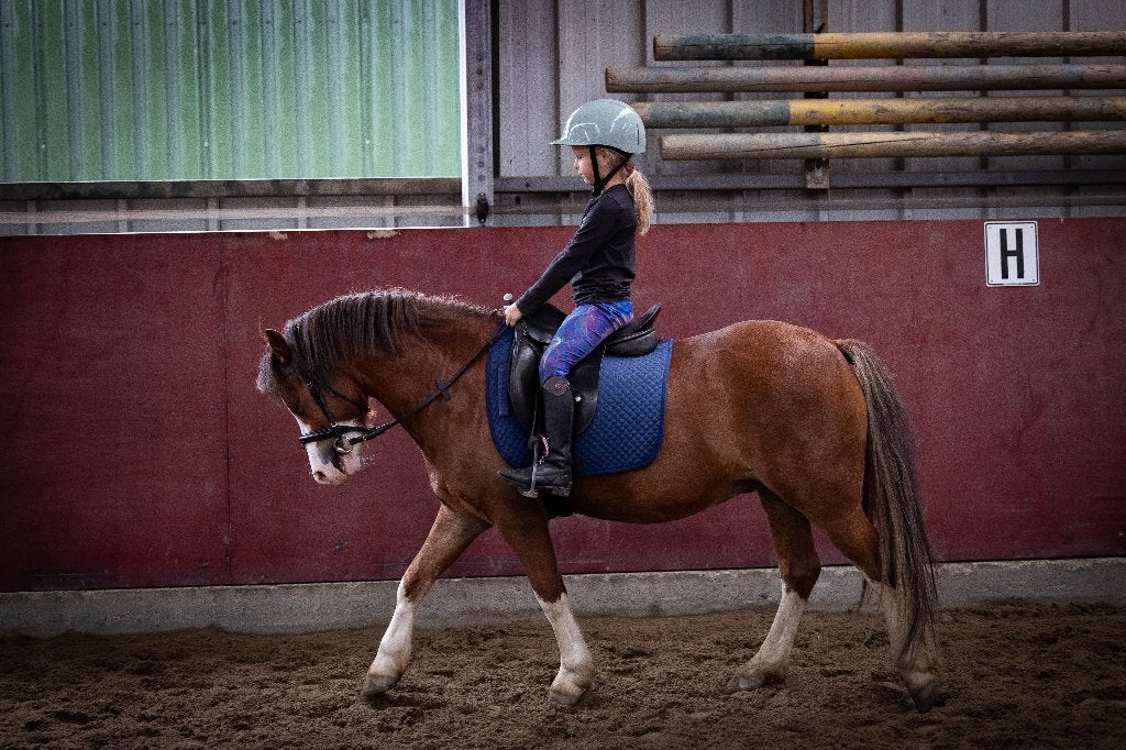 Super brave en schattige welsh ruin, Dieren en Toebehoren, Pony's, Ruin, Dressuurpony, 3 tot 6 jaar, B pony (1.17m tot 1.27m)