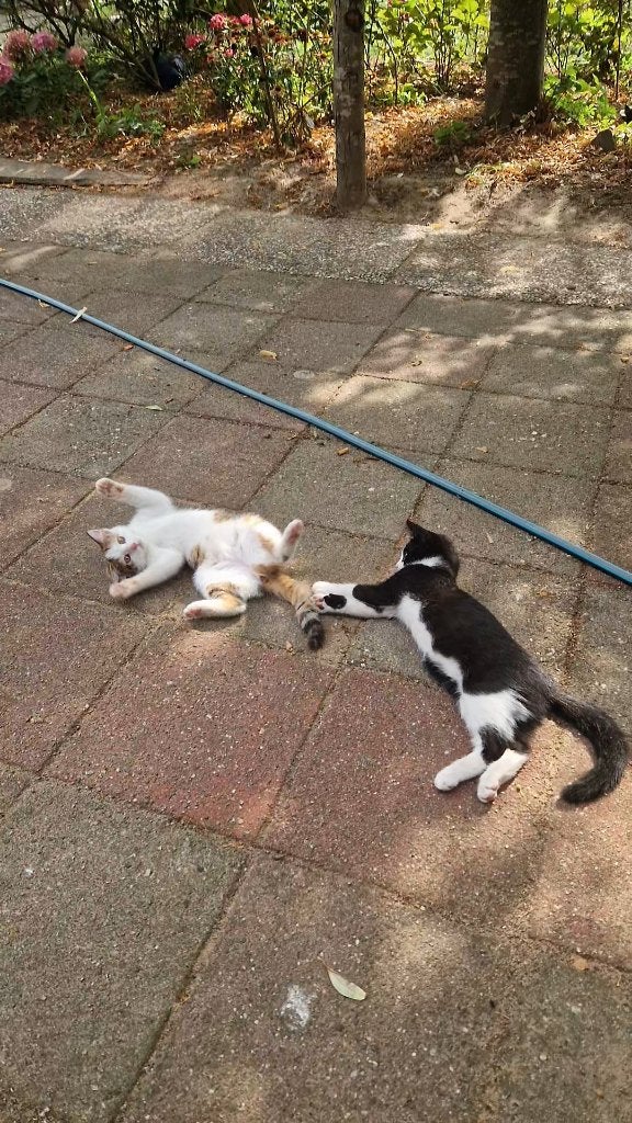 Lieve Boerderij Kittens Te Koop, Dieren en Toebehoren, Katten en Kittens | Overige Katten, Meerdere dieren, Kortharig, 0 tot 2 jaar