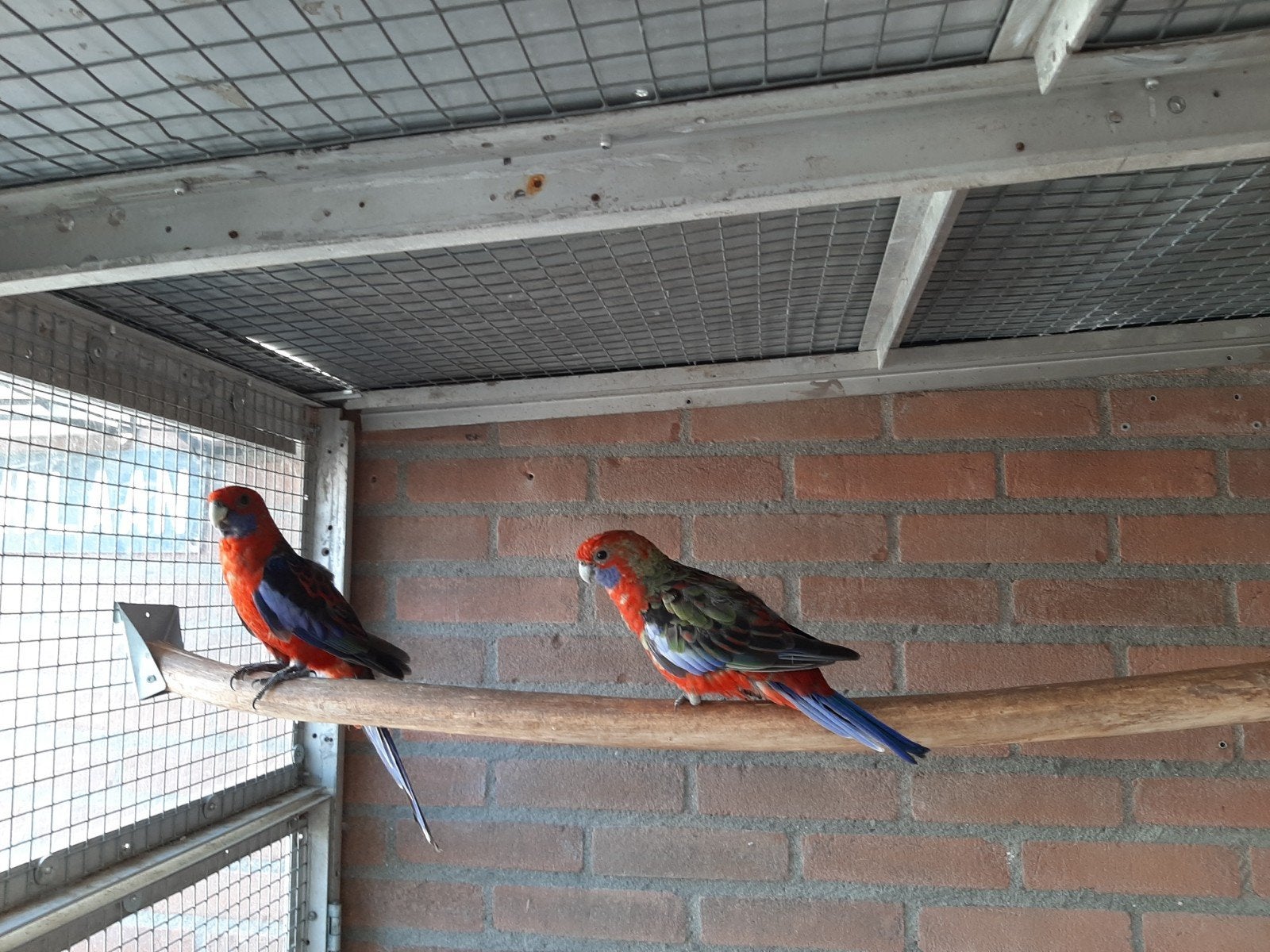 Koppel Pennant Rosella Tekoop 2025, Dieren en Toebehoren, Vogels | Parkieten en Papegaaien, Meerdere dieren, Parkiet, Geringd