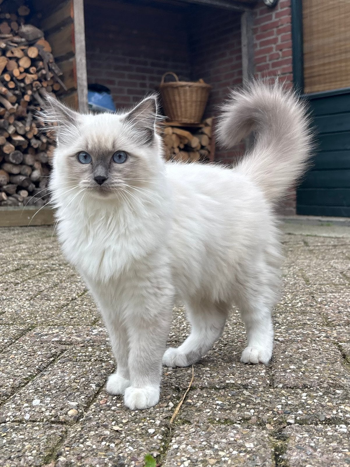 2 ragdoll kittens (katertjes), Dieren en Toebehoren, Kater, Gechipt, 0 tot 2 jaar