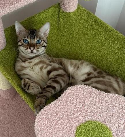 Bengaal kater 2 jaar oud, Dieren en Toebehoren, Kater, Kortharig, 0 tot 2 jaar