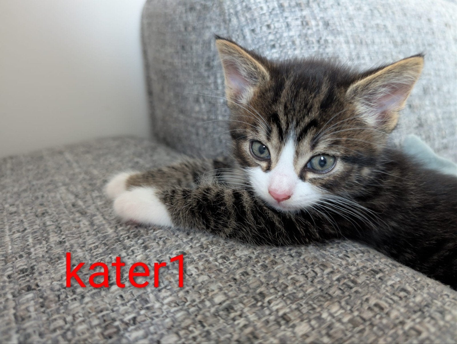 Kittens (poes en 2 katers), Dieren en Toebehoren, Meerdere dieren, Kortharig, 0 tot 2 jaar