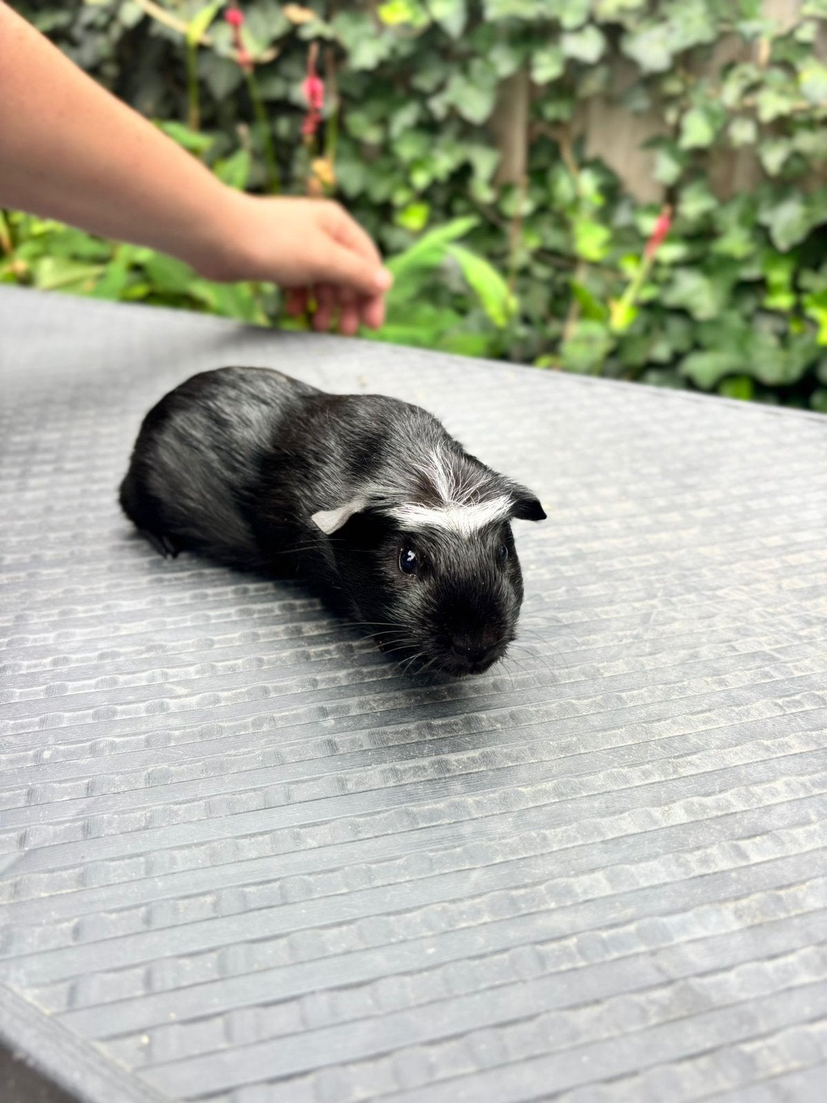 Koppel jonge cavia’s, Cavia, Februari, Mannelijk, Tam