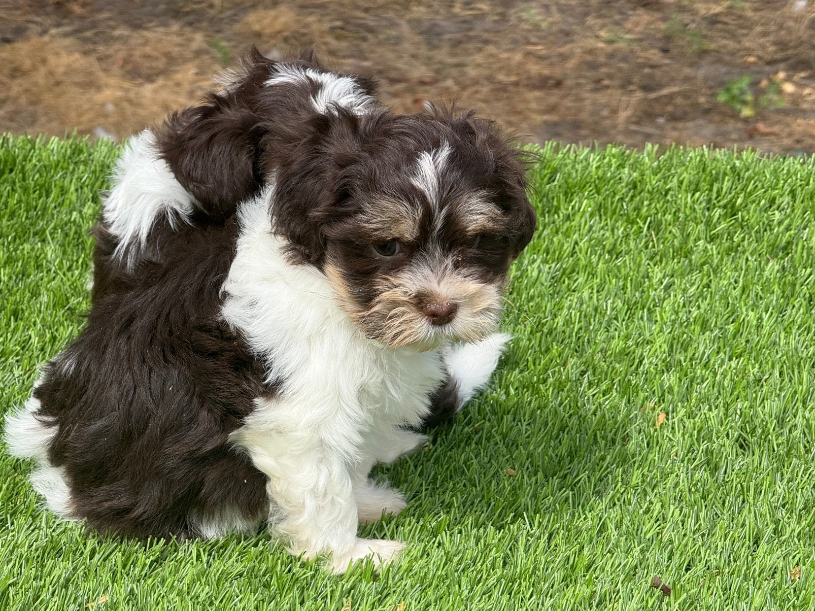 Boomer maltezer shih tzu x havanezer pups, Nederland, Parvo, Overige rassen, 8 tot 15 weken