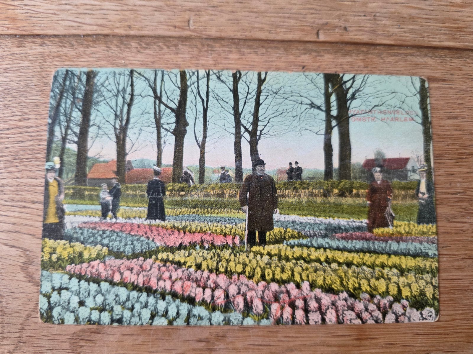 Bollenvelden Haarlem en omstreken, Ophalen of Verzenden