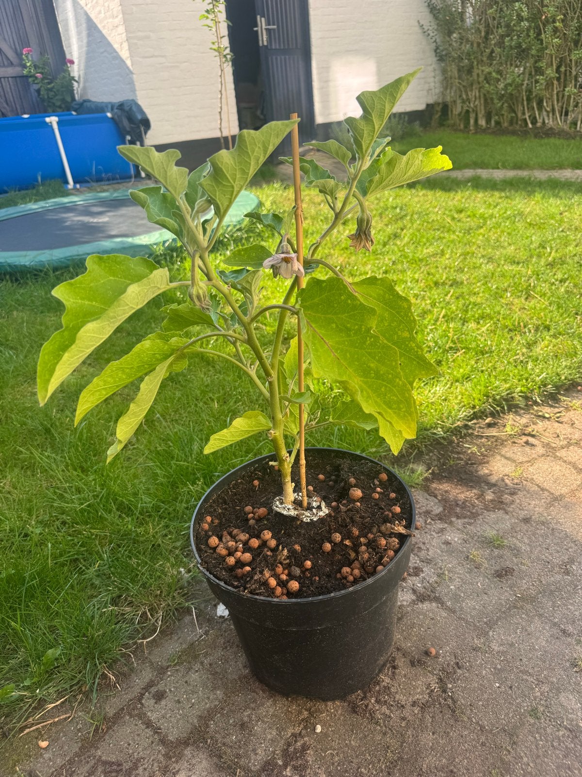 Aubergineplant en diverse jonge planten te koop, Tuin en Terras, Planten | Tuinplanten, Ophalen, Volle zon, Vaste plant, Zomer