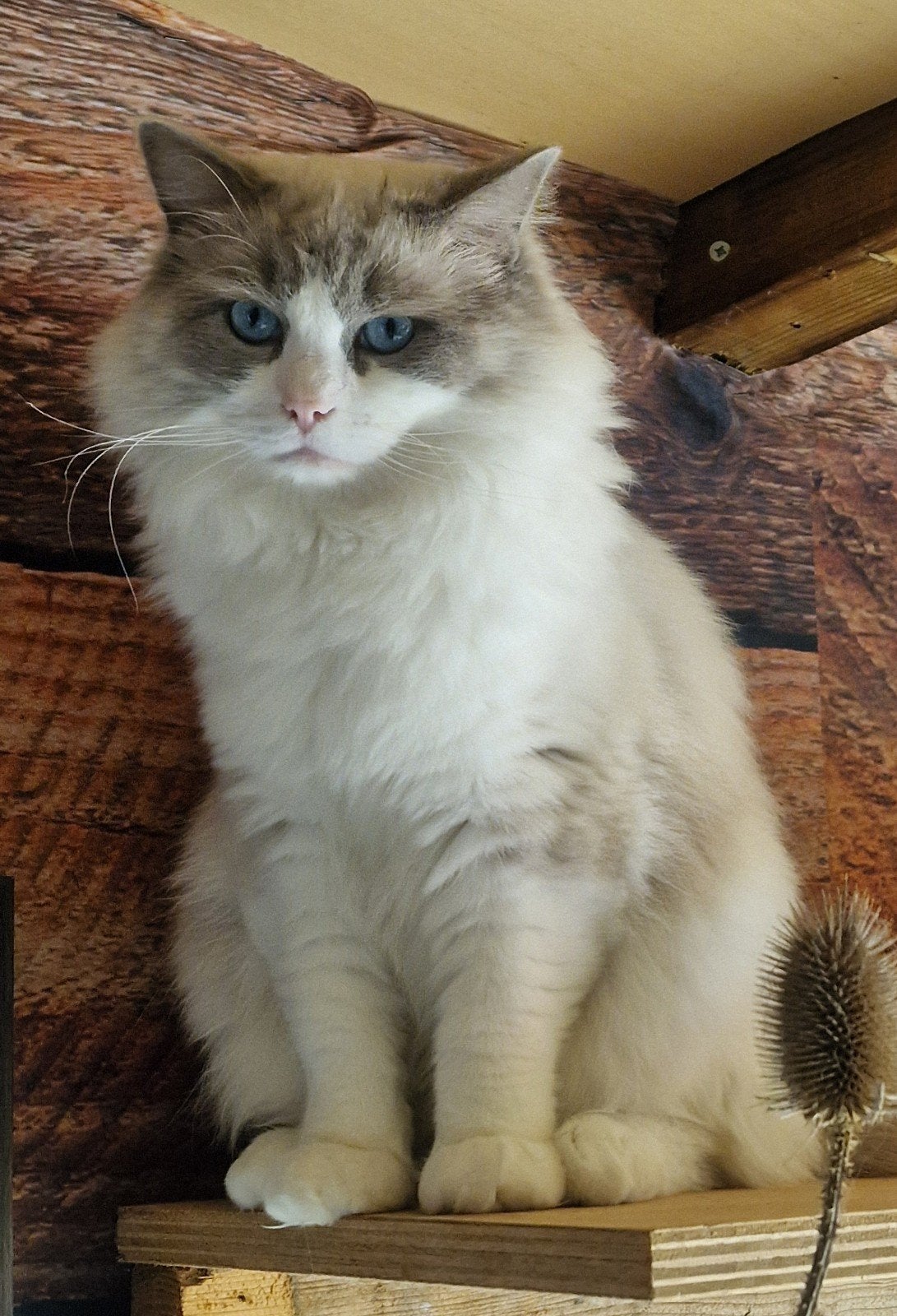 Dekkater ragdoll bue bicolor Baloe, Dieren en Toebehoren, 0 tot 2 jaar