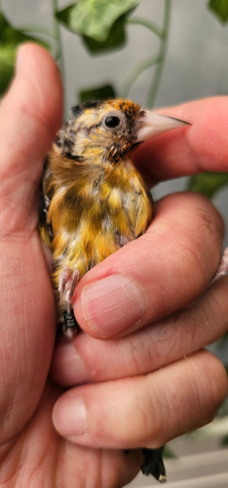 parva mooie gezonde Vogels van 2026
