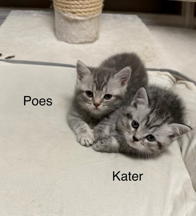 Foto 2 van Raszuivere britse korthaar kittens (exclusive kleuren)