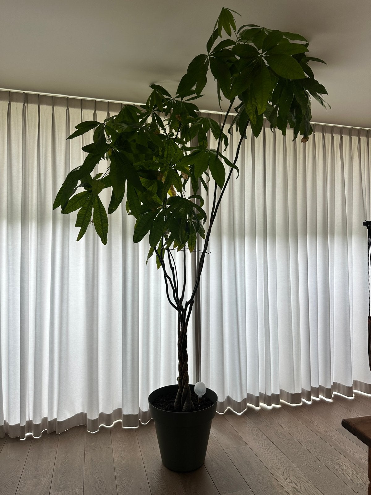 Hele grote kamerplant (geldboom), Ophalen, Halfschaduw, 200 cm of meer