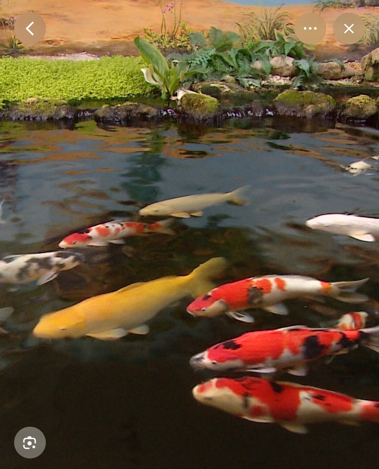 GRATIS Koi Karpers, Karper of Koi