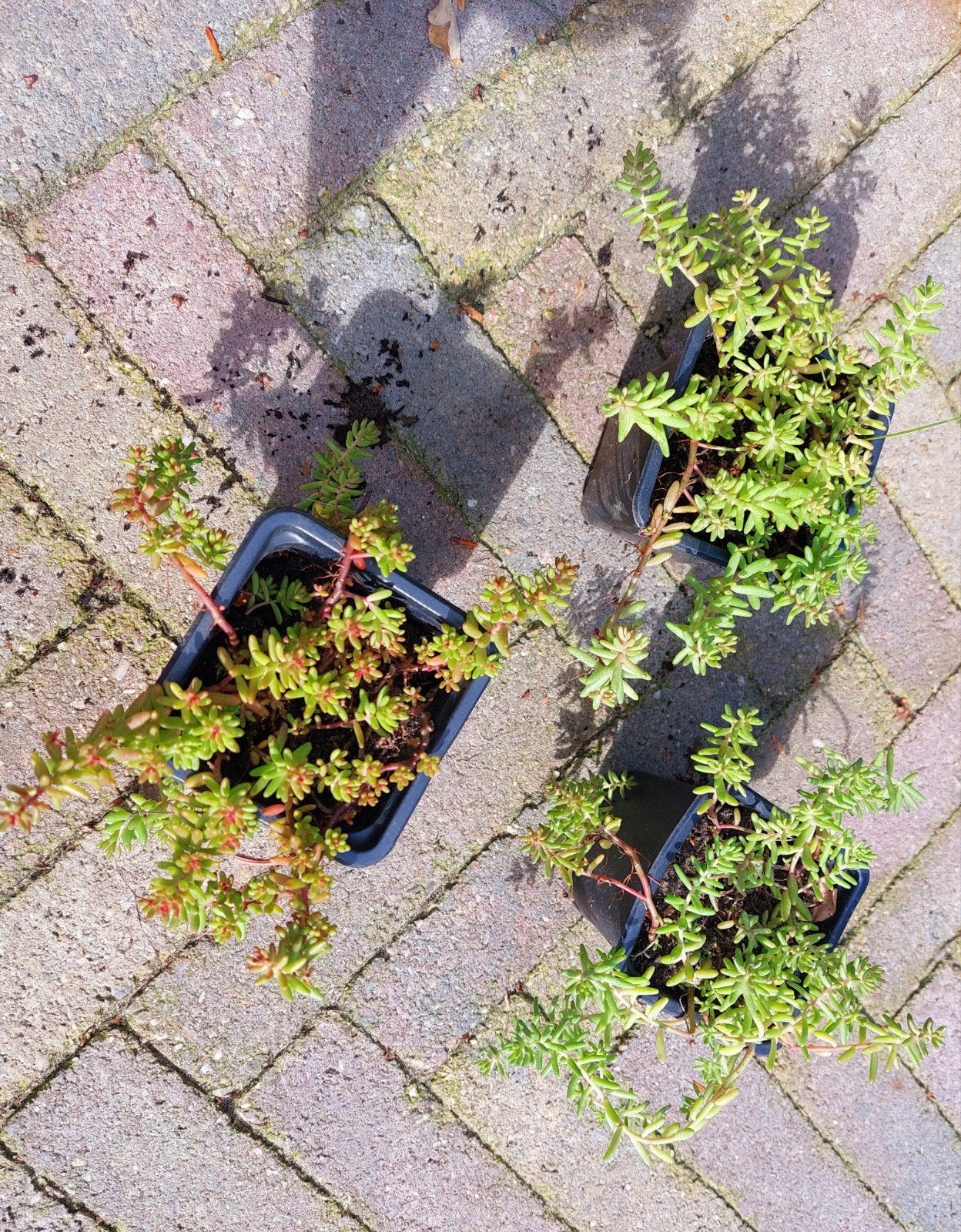 Bio Vetkruid  Sedum Coral Carpet  bloemen Wit/plat scherm bo, Ophalen, Bodembedekkers, Vaste plant, Halfschaduw