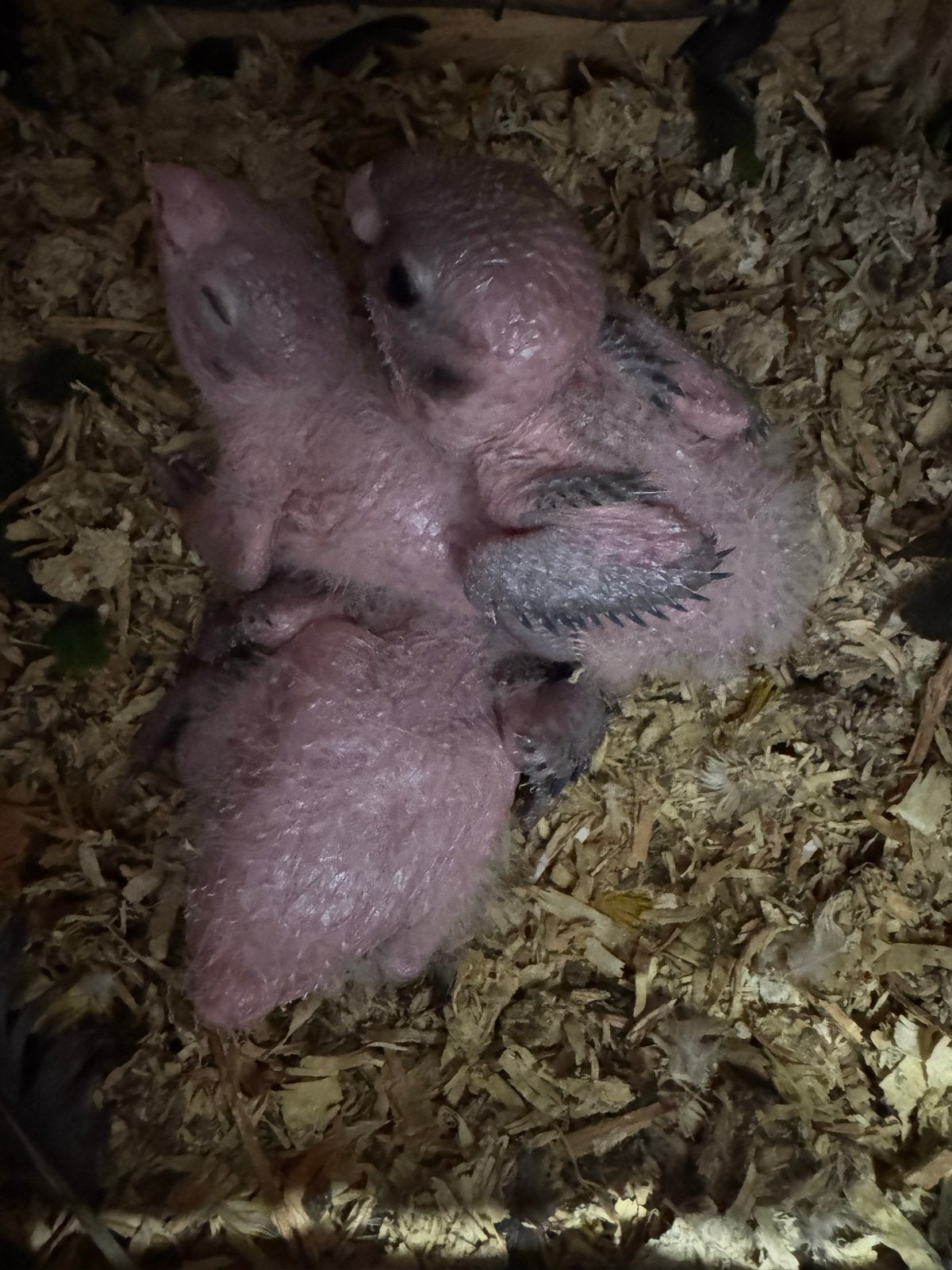 Roest kop Caiqeu om met de hand verder te voeren, Geslacht onbekend, Parkiet, Geringd