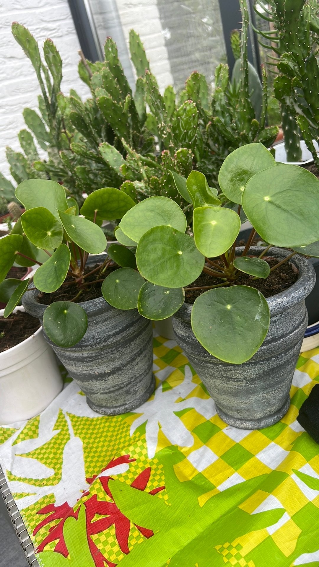 Pannenkoekplanten samen €10, Huis en Inrichting, Kamerplanten, Ophalen, Halfschaduw, Minder dan 100 cm