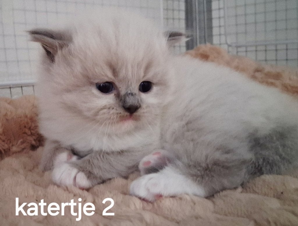 Prachtige beertjes Britse korthaar langhaar kittens, Meerdere dieren, 0 tot 2 jaar