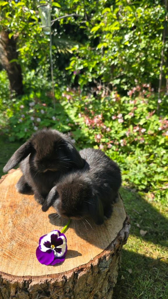 2 minilop konijntjes beschikbaar, Dieren en Toebehoren, Konijnen, Meerdere dieren, Dwerg